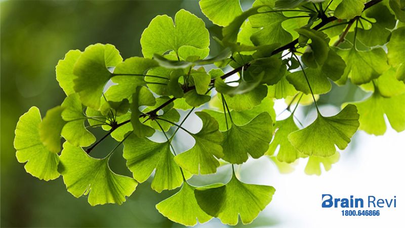 Cây Bạch quả – Ginkgo Biloba